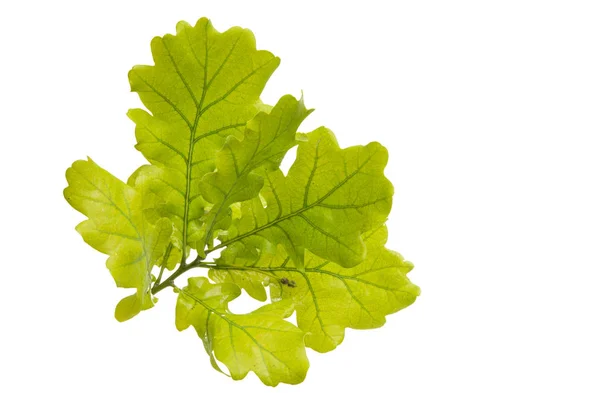 Green Oak Leaves Isolated White Background — Stock Photo, Image
