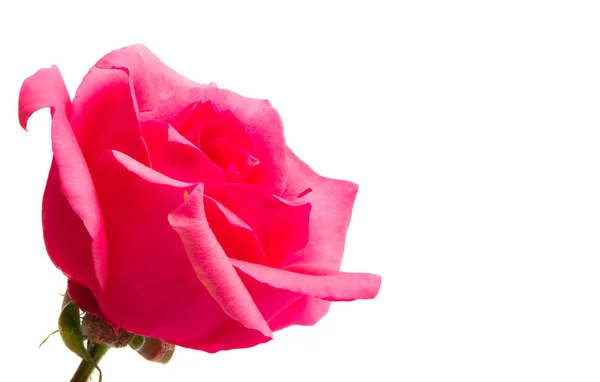 Pink Rose Geïsoleerd Witte Achtergrond — Stockfoto