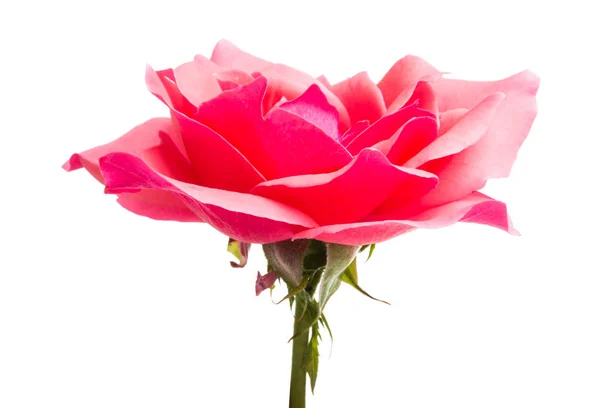 Rózsaszín Rose Elszigetelt Fehér Háttér — Stock Fotó