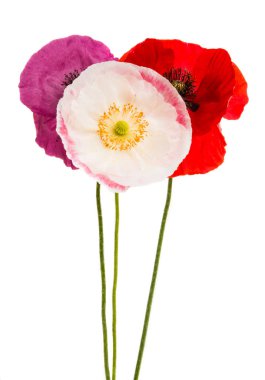 Beyaz arka plan üzerinde izole güzel haşhaş