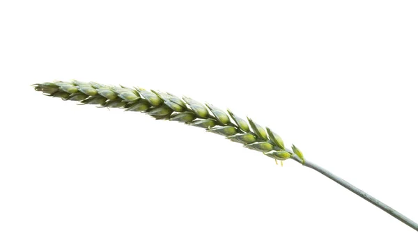 Зеленые Уши Пшеницы Изолированы Белом Фоне — стоковое фото