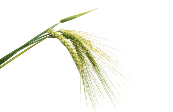 Green Ears Wheat Isolated White Background — Stock Photo, Image