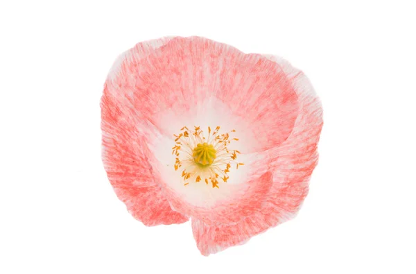 Beautiful Poppy Isolated White Background — Stock Photo, Image