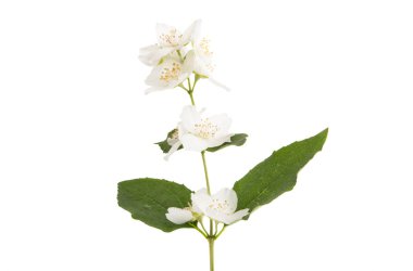 Beyaz bir arka plan üzerinde Yasemin çiçeği