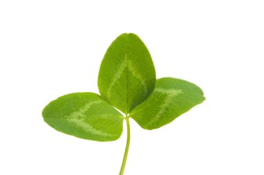 Beyaz arkaplanda yeşil yonca yaprağı izole