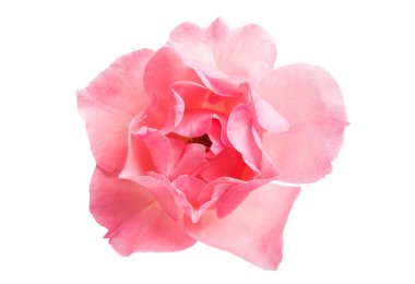 Pembe Gül beyaz arkaplanda izole edildi