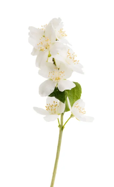 Jasmín Květ Bílém Pozadí — Stock fotografie