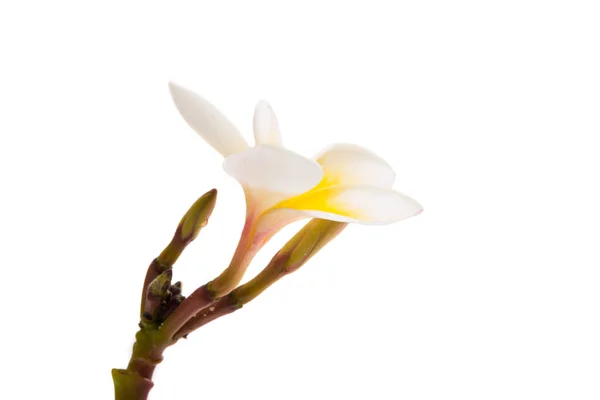 Frangipani Çiçeği Izole Edilmiş Beyaz Arkaplan — Stok fotoğraf