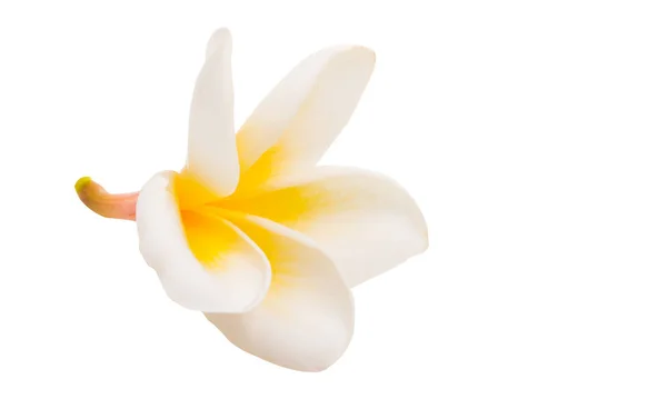Frangipani Flower Isolated White Background — Stock Photo, Image