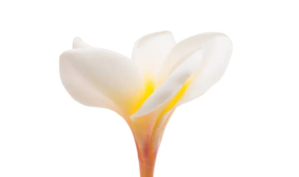 Bunga Frangipani Mengisolasi Latar Belakang Putih — Stok Foto