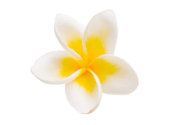 Frangipani Blomma Isolerad Vit Bakgrund — Stockfoto