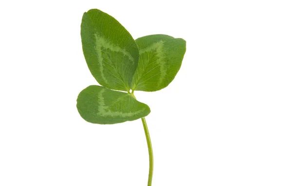 Hoja Trébol Verde Aislada Sobre Fondo Blanco — Foto de Stock