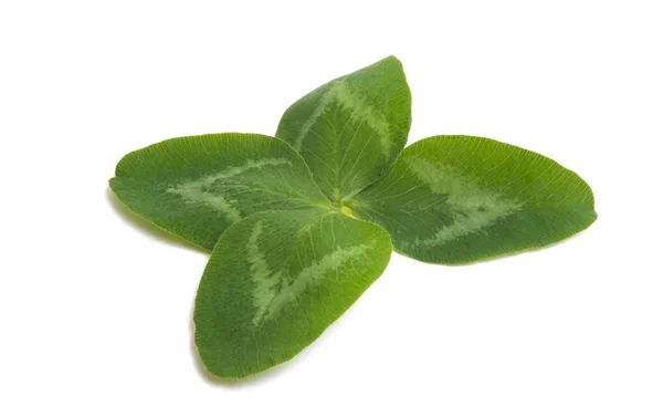 Zelený Jetel List Izolované Bílém Pozadí — Stock fotografie