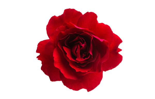 Red beautiful rose isolated on white background