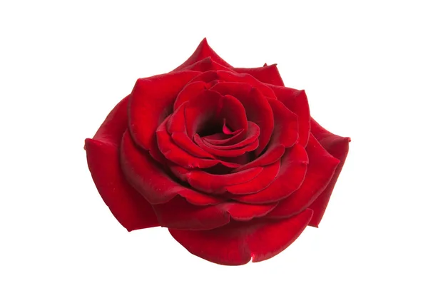 Rote Schöne Rose Isoliert Auf Weißem Hintergrund — Stockfoto