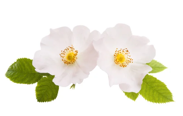 Wild Rose Isolated White Background — Stock Photo, Image