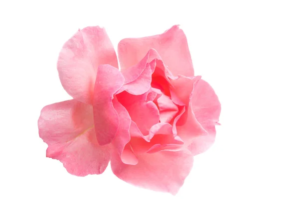 Pink Rose Isolated White Background — Stock Photo, Image