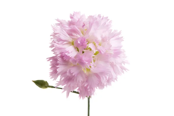 Pink Carnation Isolated White Background — Stock Photo, Image