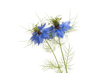 Nigella çiçeği beyaz arkaplanda izole edilmiş