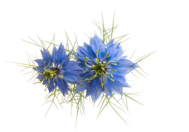 Nigella çiçeği beyaz arkaplanda izole edilmiş