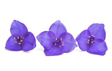 Beyaz arka plan üzerinde izole spiderwort çiçek