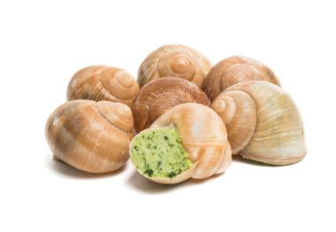 Beyaz arka plan üzerinde izole burgundy Salyangoz kabuğu