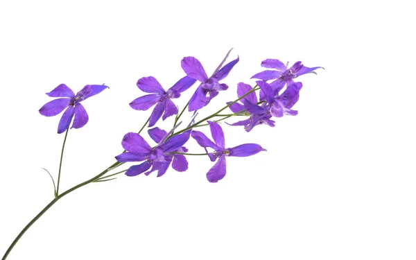 Луг Фиолетовый Цветок Изолирован Белом Фоне — стоковое фото