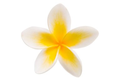 Frangipani beyaz arkaplanda izole edildi