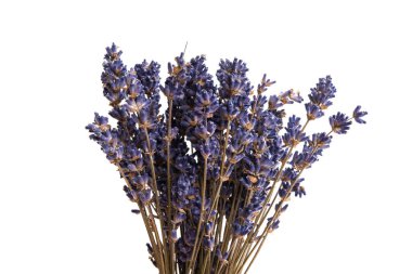Beyaz arka plan üzerinde izole kuru lavanta