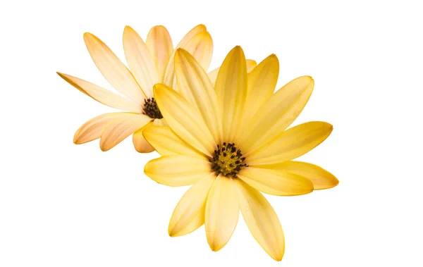 Osteospermum Gelb Isoliert Auf Weißem Hintergrund — Stockfoto