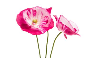 Beyaz arka plan üzerinde izole güzel haşhaş