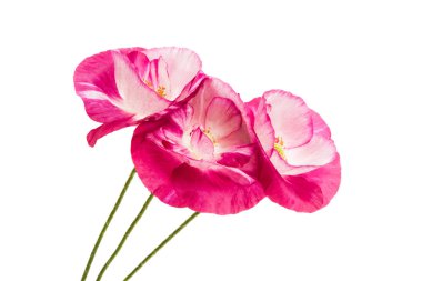 Beyaz arka plan üzerinde izole güzel haşhaş