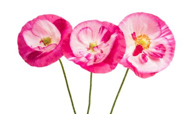 Beyaz arka plan üzerinde izole güzel haşhaş