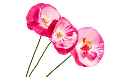 Beyaz arka plan üzerinde izole güzel haşhaş