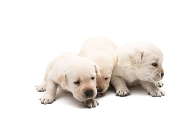 Liten Labrador Valpar Isolerad Vit Bakgrund — Stockfoto