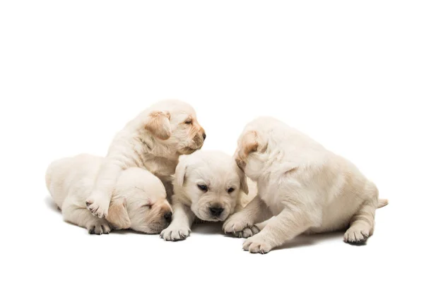 Piccoli Cuccioli Labrador Isolati Sfondo Bianco — Foto Stock