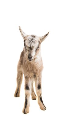 Beyaz arkaplanda keçi izole