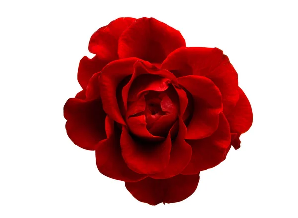 Rosso Bella Rosa Isolata Sfondo Bianco — Foto Stock