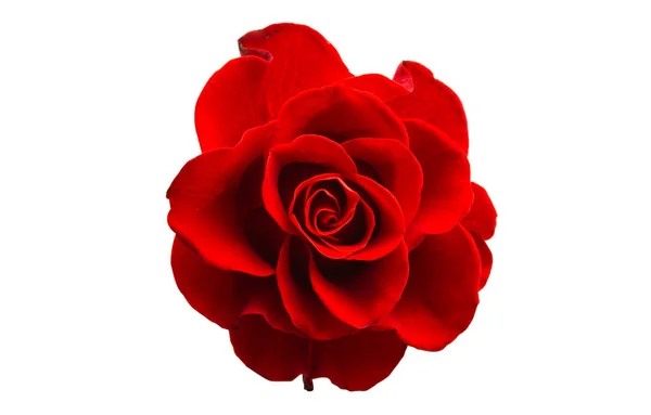 Κόκκινο Όμορφο Τριαντάφυλλο Απομονωμένο Λευκό Φόντο — Φωτογραφία Αρχείου