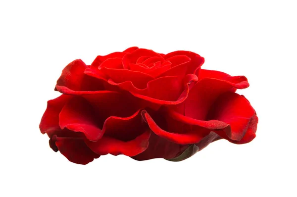 Red Beautiful Rose Isolated White Background — Stock Photo, Image