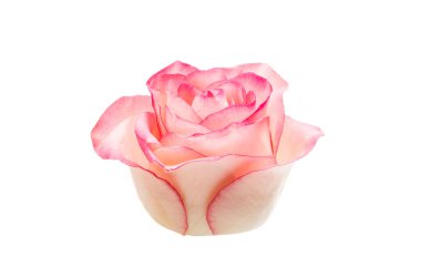 Pembe Gül beyaz arkaplanda izole edildi