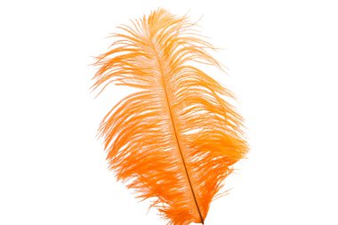 Beyaz arka plan üzerinde izole devekuşu renkli kalem