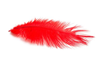 Beyaz arka plan üzerinde izole devekuşu renkli kalem