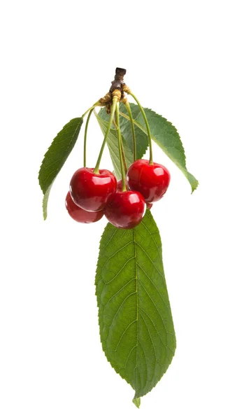 Cherries Isolated White Background — Stock Photo, Image