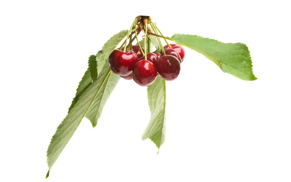 Cherries Isolated White Background — Stock Photo, Image