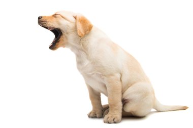 Beyaz arka plan üzerinde izole köpek yavrusu labrador