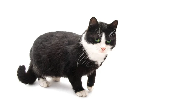Svart Och Vit Katt Isolerad Vit Bakgrund — Stockfoto