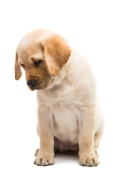 Filhote Cachorro Labrador Isolado Fundo Branco — Fotografia de Stock