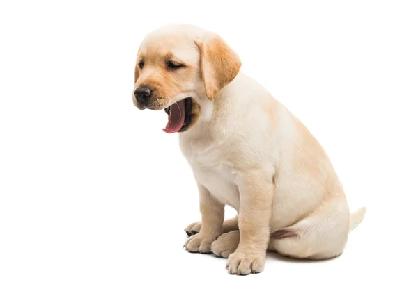 Pup Labrador Geïsoleerd Witte Achtergrond — Stockfoto