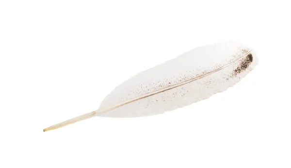 Bird Feather Isolated White Background — Stock Photo, Image